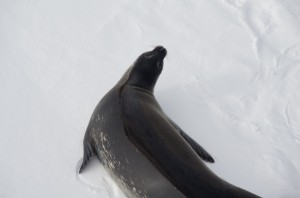 Crabeater seal on an ice floe, Amundsen Sea. Photo: Povl Abrahamsen, BAS.